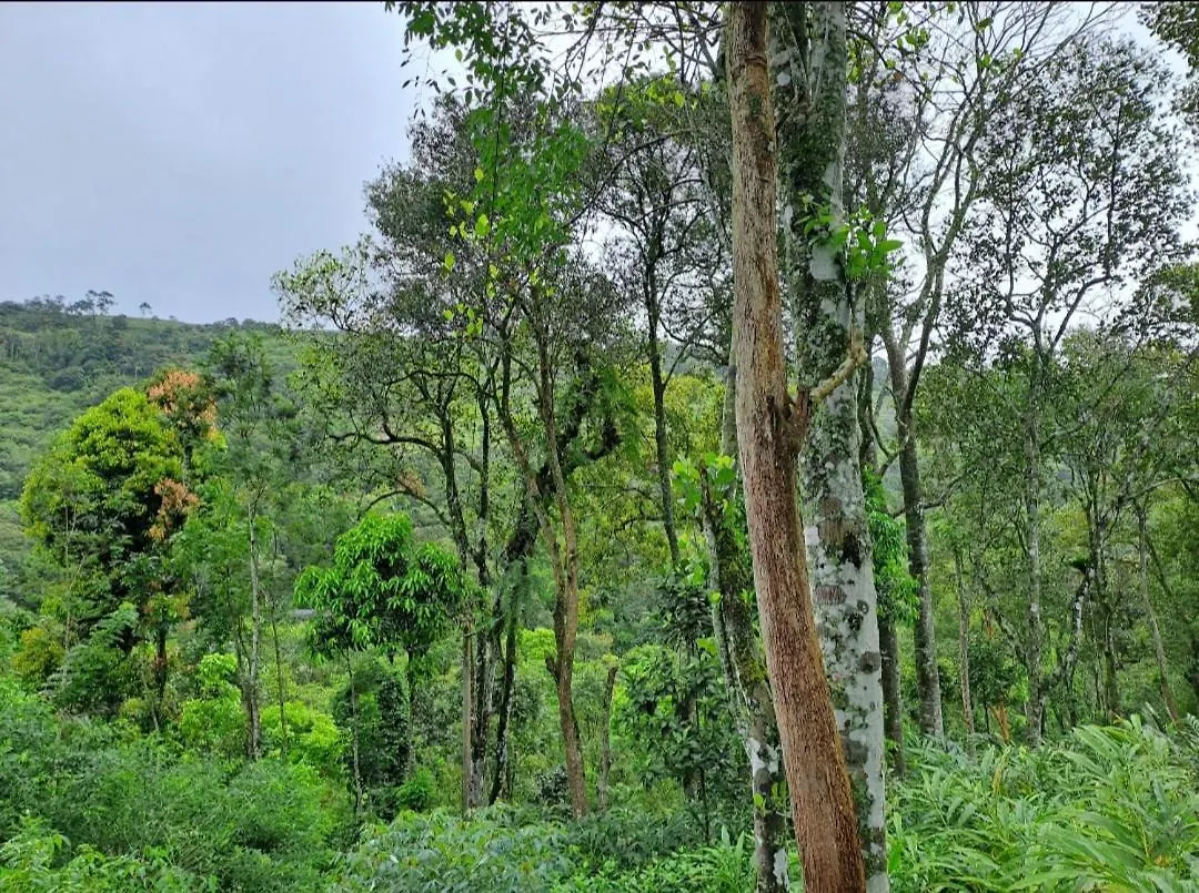 Homestay The Wings Munnar Apartment Anachal